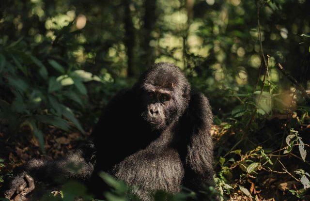Silverback Lodge: World Gorilla Day image
