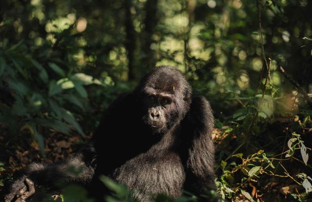 Silverback Lodge: World Gorilla Day image