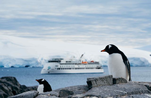 Penguin Season: AE Expeditions image