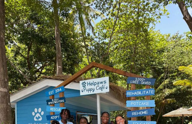 Pup Café: St Lucia image