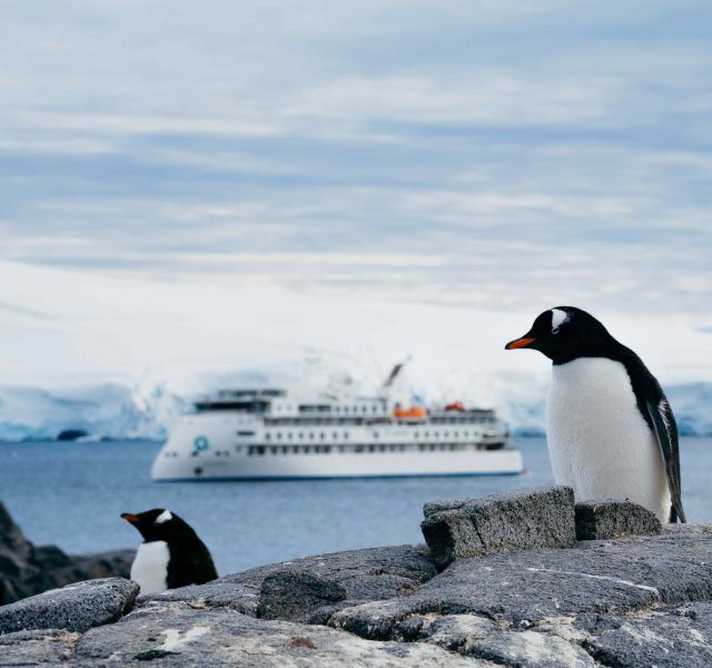 Penguin Season: AE Expeditions image