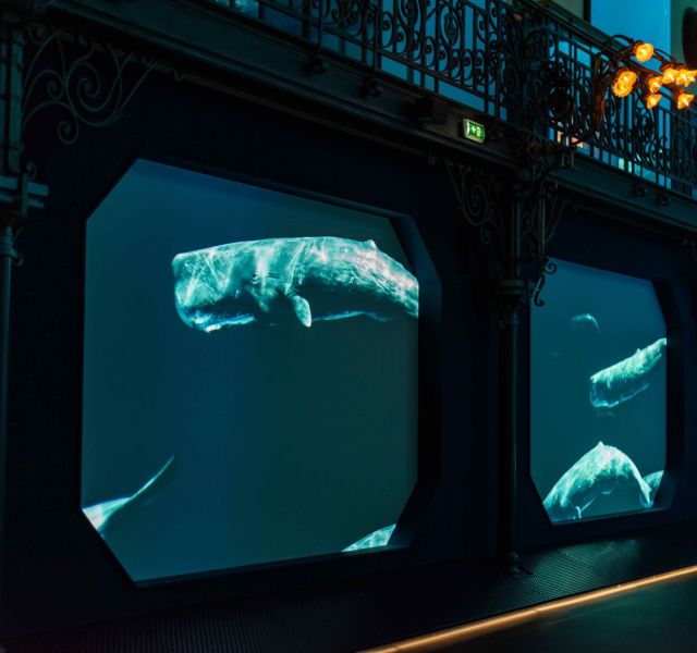 Mediterranean 2050: Oceanographic Institute of Monaco image