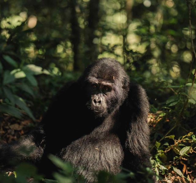 Silverback Lodge: World Gorilla Day image