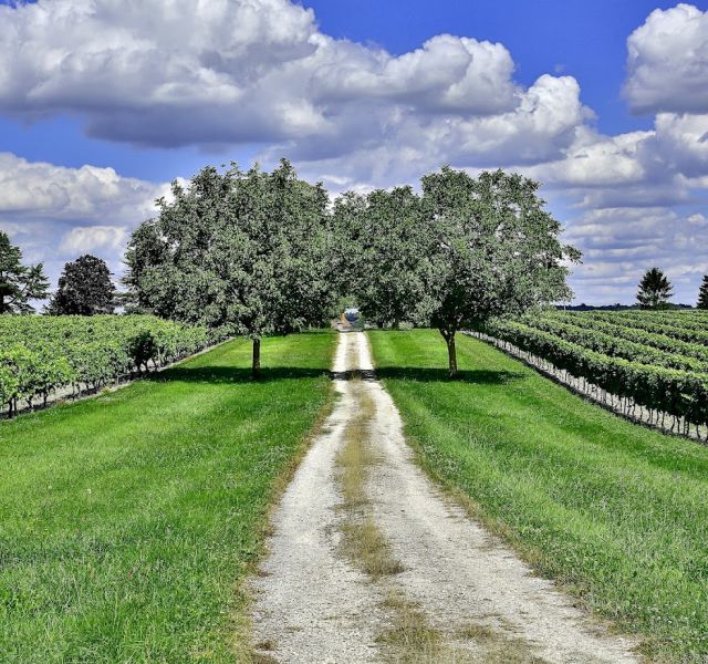 Cognac: A wealth of recreation image