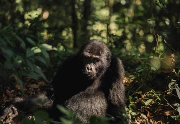 Silverback Lodge: World Gorilla Day image