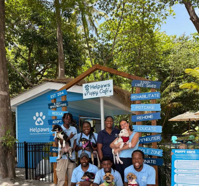 Pup Café: St Lucia image